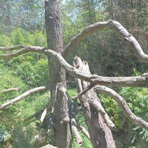 François' langur exhibit [2015]