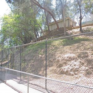 Himalayan goral exhibit [2015]