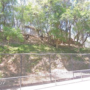 Himalayan goral exhibit [2015]