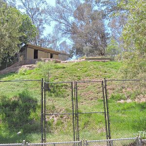 Himalayan goral exhibit [2015]