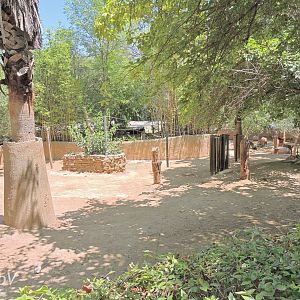 Takin exhibit [2015]