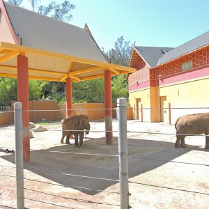 Asian elephant exhibit [2015]