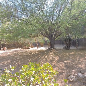 Peninsular pronghorn exhibit [2015]