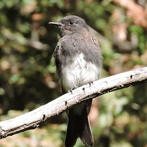 Wild black phoebe [2015]
