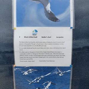Black-billed Gull signage, Henley Lake