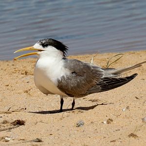 Crested Tern