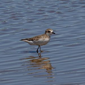 Lesser Sand Plover