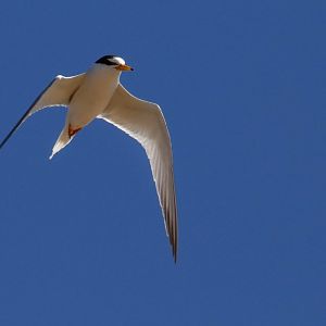 Little Tern