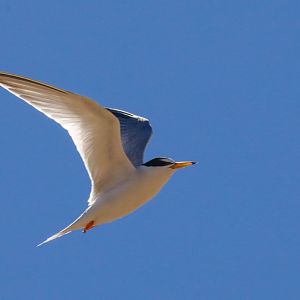 Little Tern