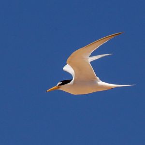 Little Tern