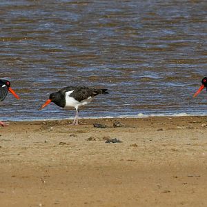 Australian Pied Oystercatcher