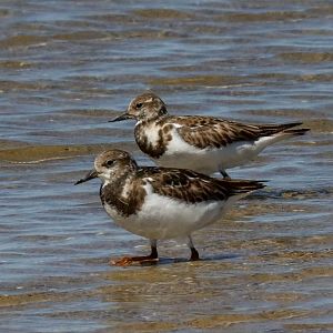 Ruddy Turnstones