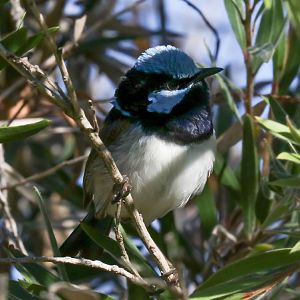 Superb Blue Wren
