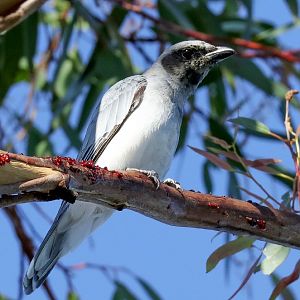 Black-faced Cuckoo-shrike