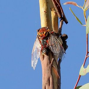 Double Drummer Cicada