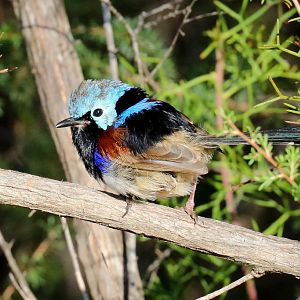Variegated Fairy Wren