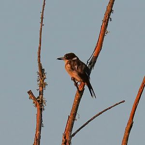 Grey Butcherbird in the early morning light