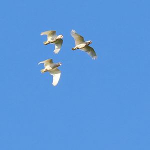 Long-billed Corellas