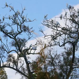 Sulphur-crested Cockatoos