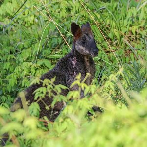 Swamp Wallaby