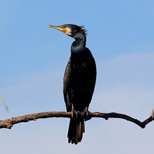 Great Cormorant