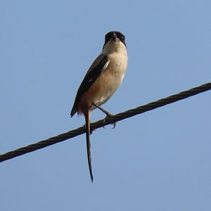 Long tailed shrike