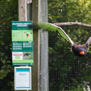 Bateleur : Cotswold Falconry Centre : 04 Sep 2020