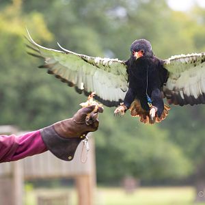 Bateleur : Cotswold Falconry Centre : 04 Sep 2020