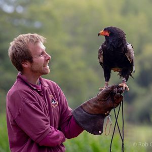 Bateleur : Cotswold Falconry Centre : 04 Sep 2020