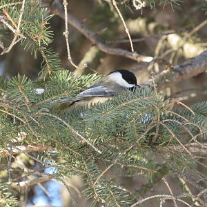 Black-Capped chickadee