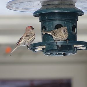 House finch