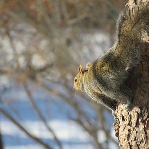 Gray squirrel