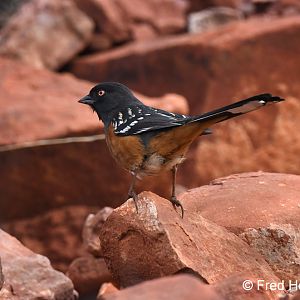 spotted towhee