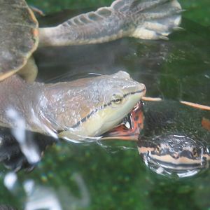 Hilaire’s toadhead turtle