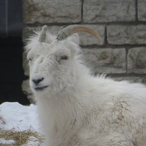 Dall's Sheep