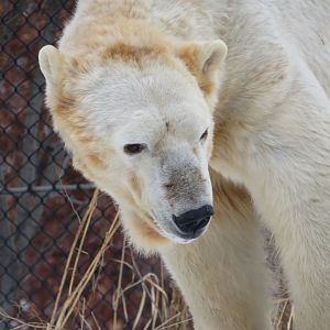 Polar Bear portrait.