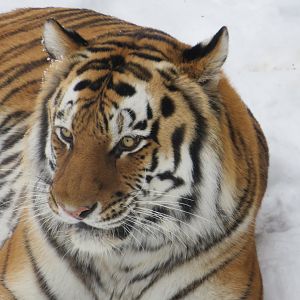 Siberian tiger