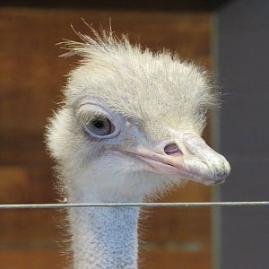 Common ostrich