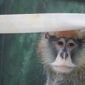 Patas Monkey