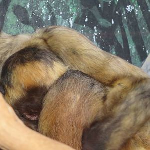 Geoffroy's spider monkey