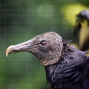 Black vulture : Cotswold Falconry Centre : 04 Sep 2020