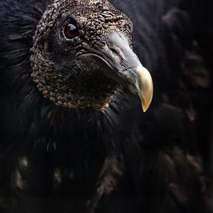 Black vulture : Cotswold Falconry Centre : 04 Sep 2020