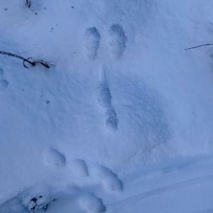Snowshoe Hare Tracks- Alaska