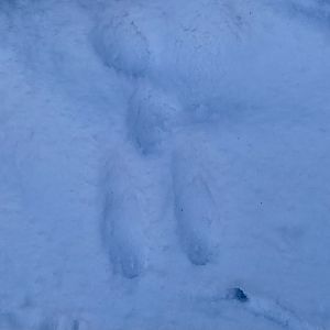 Snowshoe Hare Tracks - Alaska