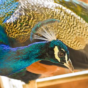 Indian Peafowl (Pavo cristatus)