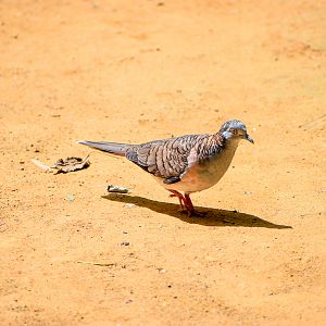 Bar-shouldered Dove (Geopelia humeralis)