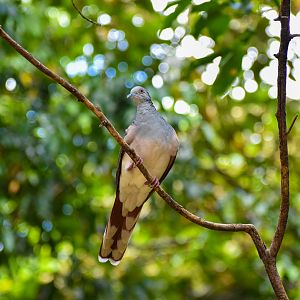 Bar-shouldered Dove (Geopelia humeralis)