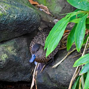 Chestnut Teal (Anas castanea)