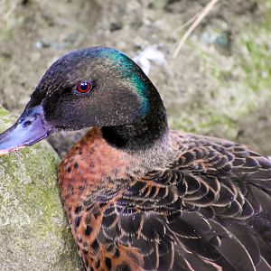Chestnut Teal (Anas castanea)