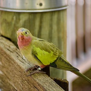 Princess Parrot (Polytelis alexandrae)